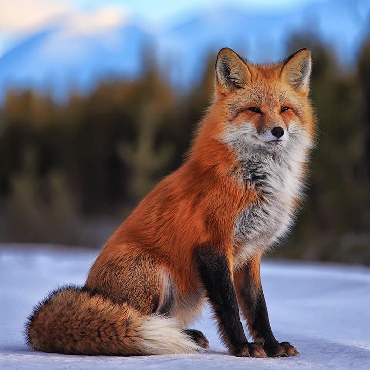 Укороченный кардиган